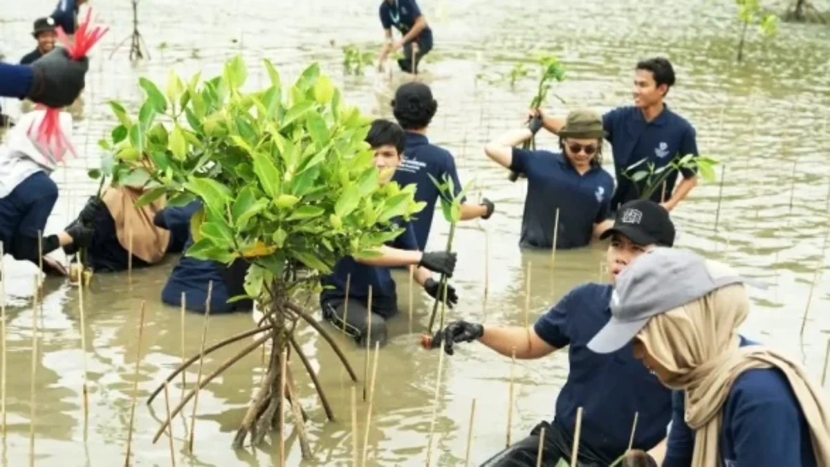 Universitas Pertamina Perkuat Pesisir Muara Gembong Lewat Aksi Tanam Mangrove